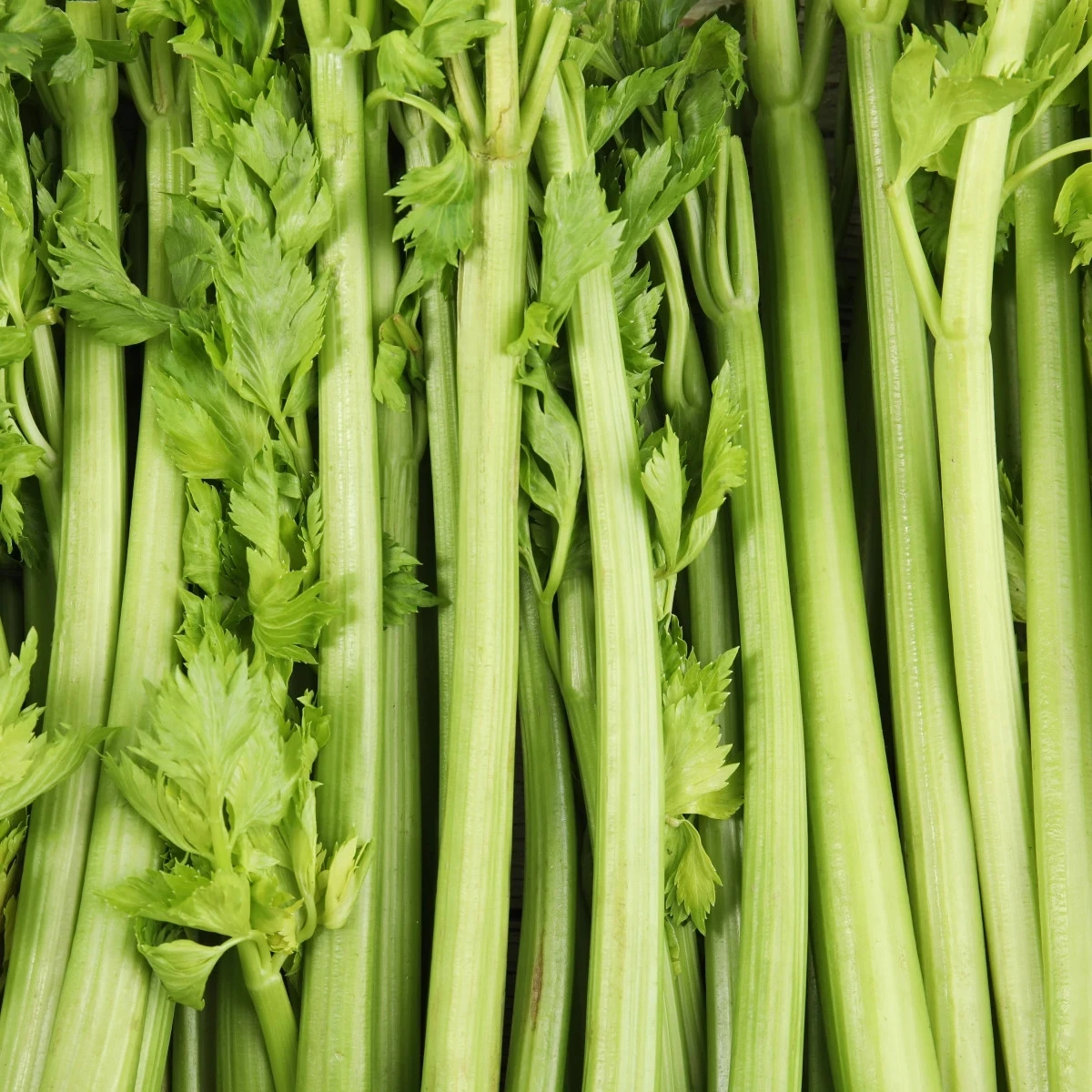 BIO Celer řapíkatý Tall Utah - Apium graveolens - bio osivo celeru - 80 ks