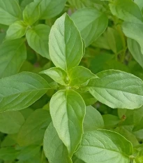 BIO Bazalka citrónová - Ocimum basilicum - bio osivo bazalky - 100 ks
