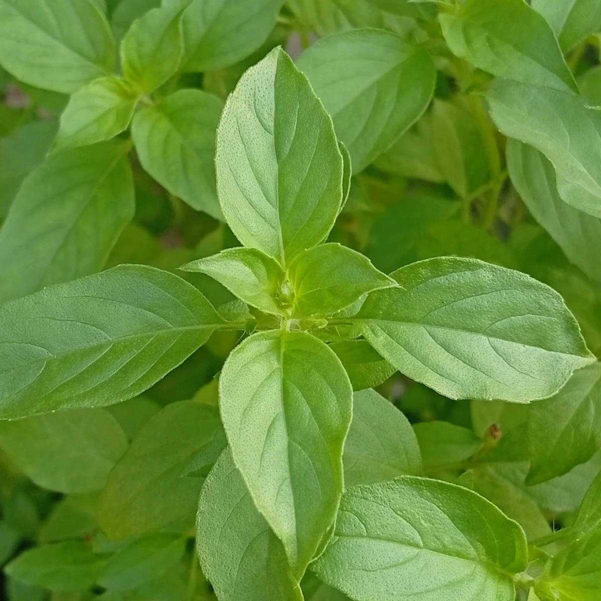 BIO Bazalka citrónová - Ocimum basilicum - bio osivo bazalky - 100 ks