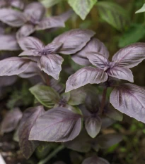 BIO Bazalka Rosso červená - Ocimum basilicum - bio osivo bazalky - 100 ks