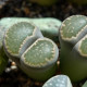 Lithops euniceae Bellaketty - Lithops euniceae - osivo lithopsu - 5 ks