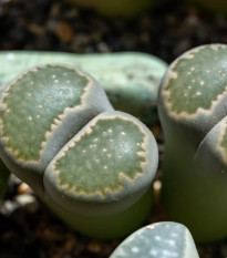 Lithops euniceae Bellaketty - Lithops euniceae - osivo lithopsu - 5 ks