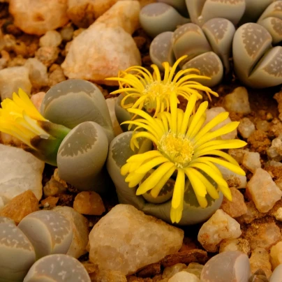 Lithops euniceae Bellaketty - Lithops euniceae - osivo lithopsu - 5 ks