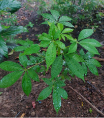 Šeflera prstovitá - Schefflera digitata - osivo šeflery - 6 ks