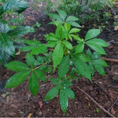 Šeflera prstovitá - Schefflera digitata - osivo šeflery - 6 ks