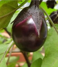 BIO Lilek Bambino - Solanum melongena - bio osivo lilku - 15 ks