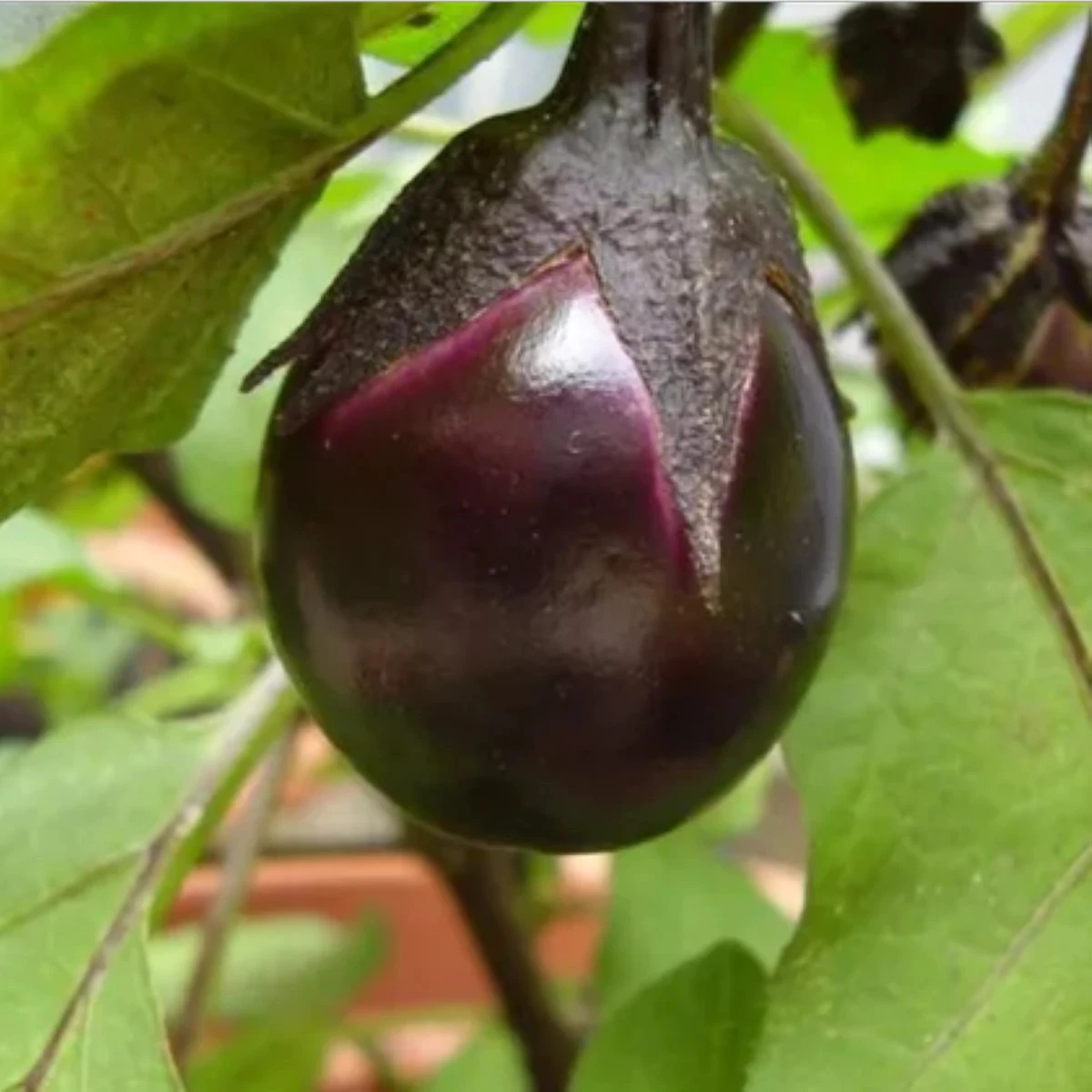 BIO Lilek Bambino - Solanum melongena - bio osivo lilku - 15 ks