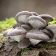 Hlíva ústřičná - zrnitá sadba - Pleurotus ostreatus - sadba - 500 ml