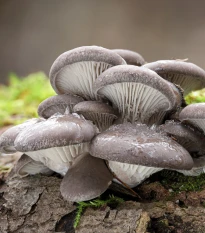 Hlíva ústřičná - zrnitá sadba - Pleurotus ostreatus - sadba - 500 ml