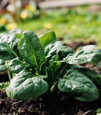 Špenát Fagot - Spinacia oleracea - osivo špenátu - 200 ks
