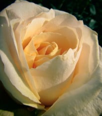 Růže velkokvětá keřová - Fragrant Casanova - Rosa - prostokořenná sazenice růže - 1 ks