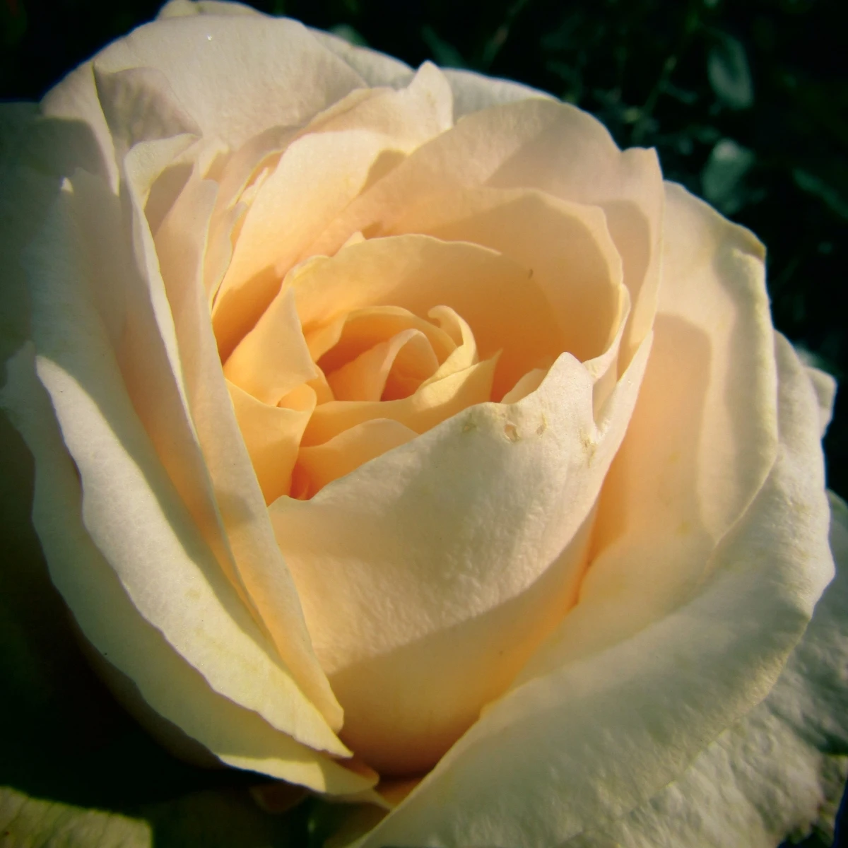 Růže velkokvětá keřová - Fragrant Casanova - Rosa - prostokořenná sazenice růže - 1 ks