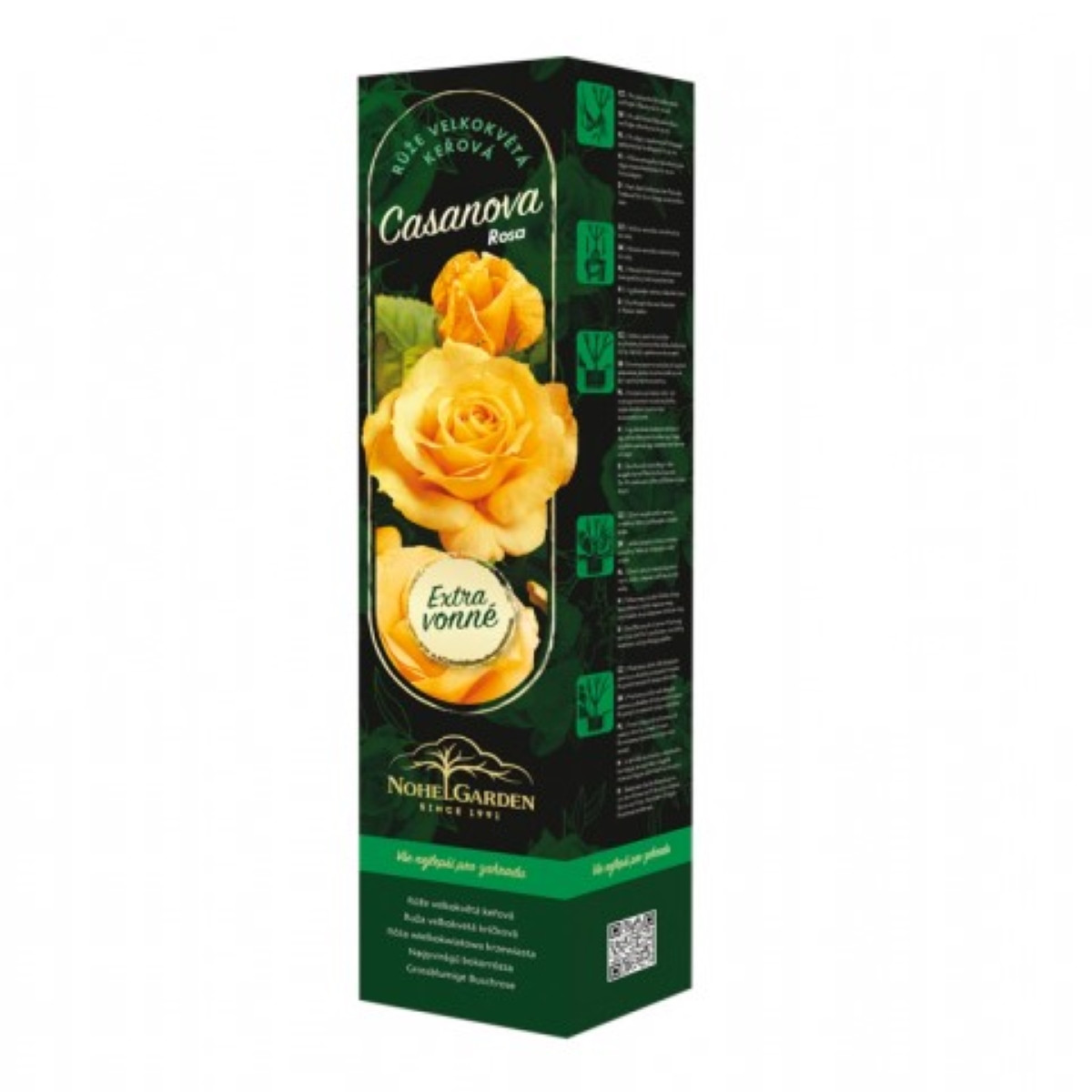 Růže velkokvětá keřová - Fragrant Casanova - Rosa - prostokořenná sazenice růže - 1 ks