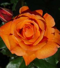 Růže velkokvětá keřová - Fragrant Doris Tysterman - Rosa - prostokořenná sazenice růže - 1 ks