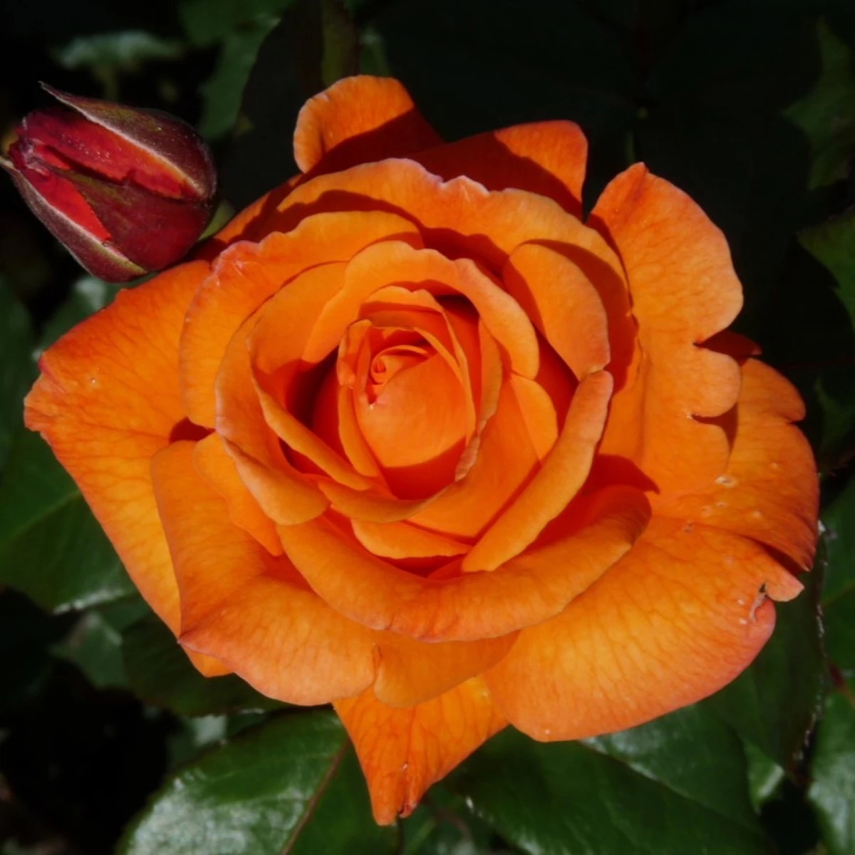 Růže velkokvětá keřová - Fragrant Doris Tysterman - Rosa - prostokořenná sazenice růže - 1 ks