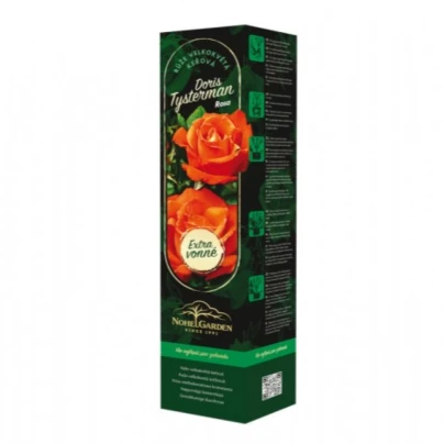 Růže velkokvětá keřová - Fragrant Doris Tysterman - Rosa - prostokořenná sazenice růže - 1 ks