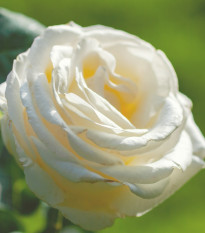 Růže velkokvětá keřová - Fragrant Chopin - Rosa - prostokořenná sazenice růže - 1 ks