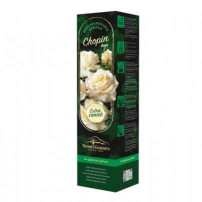 Růže velkokvětá keřová - Fragrant Chopin - Rosa - prostokořenná sazenice růže - 1 ks