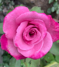 Růže velkokvětá keřová - Fragrant Lila Wunder - Rosa - prostokořenná sazenice růže - 1 ks