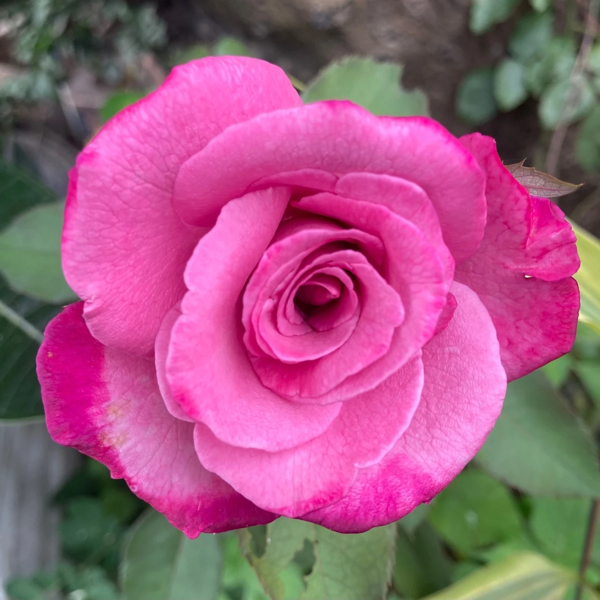 Růže velkokvětá keřová - Fragrant Lila Wunder - Rosa - prostokořenná sazenice růže - 1 ks