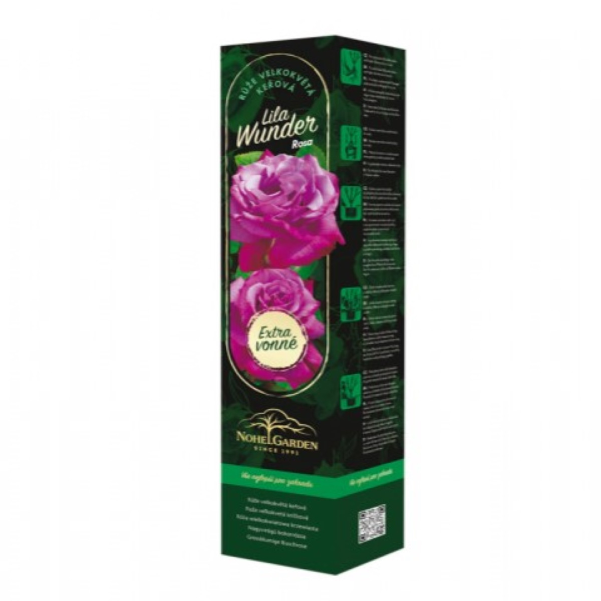 Růže velkokvětá keřová - Fragrant Lila Wunder - Rosa - prostokořenná sazenice růže - 1 ks