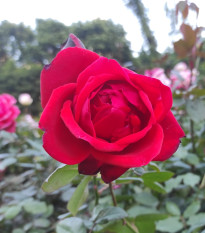 Růže velkokvětá keřová - Fragrant Mister Lincoln - Rosa - prostokořenná sazenice růže - 1 ks