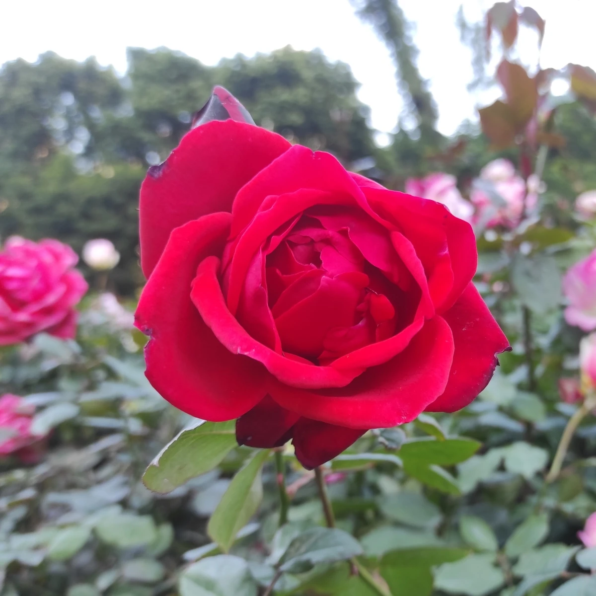 Růže velkokvětá keřová - Fragrant Mister Lincoln - Rosa - prostokořenná sazenice růže - 1 ks