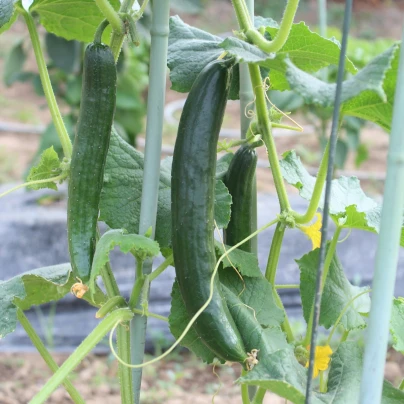 Okurka salátová Tribute F1 - Cucumis sativus - osivo okurky - 10 ks