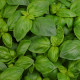 BIO Bazalka velkolistá - Ocimum basilicum - bio osivo bazalky - 100 ks