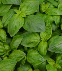 BIO Bazalka velkolistá - Ocimum basilicum - bio osivo bazalky - 100 ks