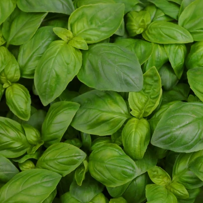 BIO Bazalka velkolistá - Ocimum basilicum - bio osivo bazalky - 100 ks
