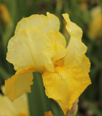 Kosatec německý Maui Moonlight - Iris germanica - hlízy kosatců - 1 ks