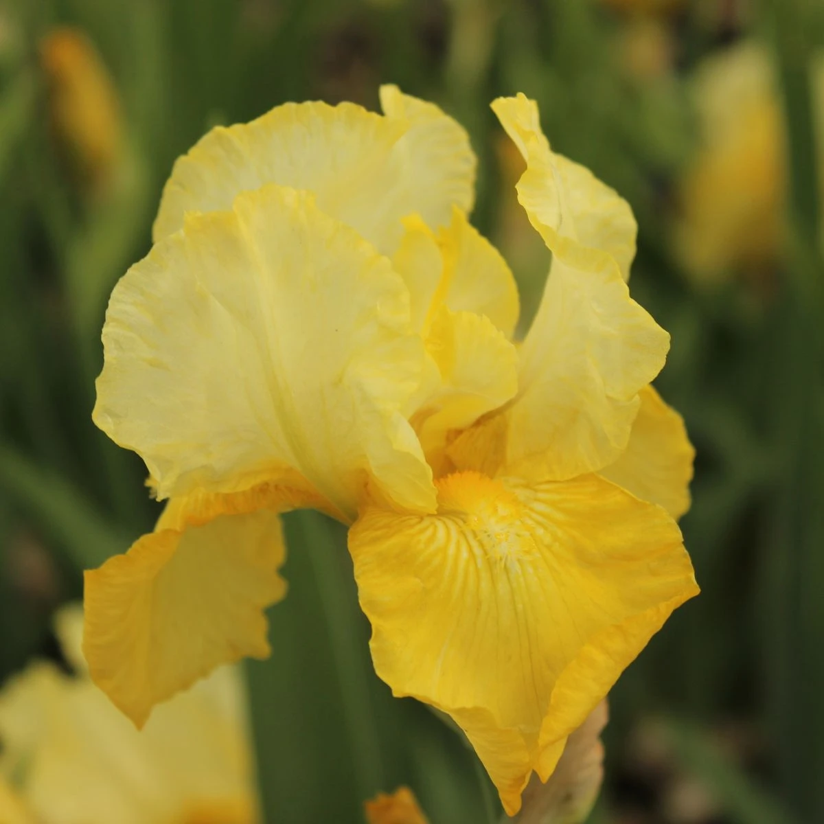 Kosatec německý Maui Moonlight - Iris germanica - hlízy kosatců - 1 ks