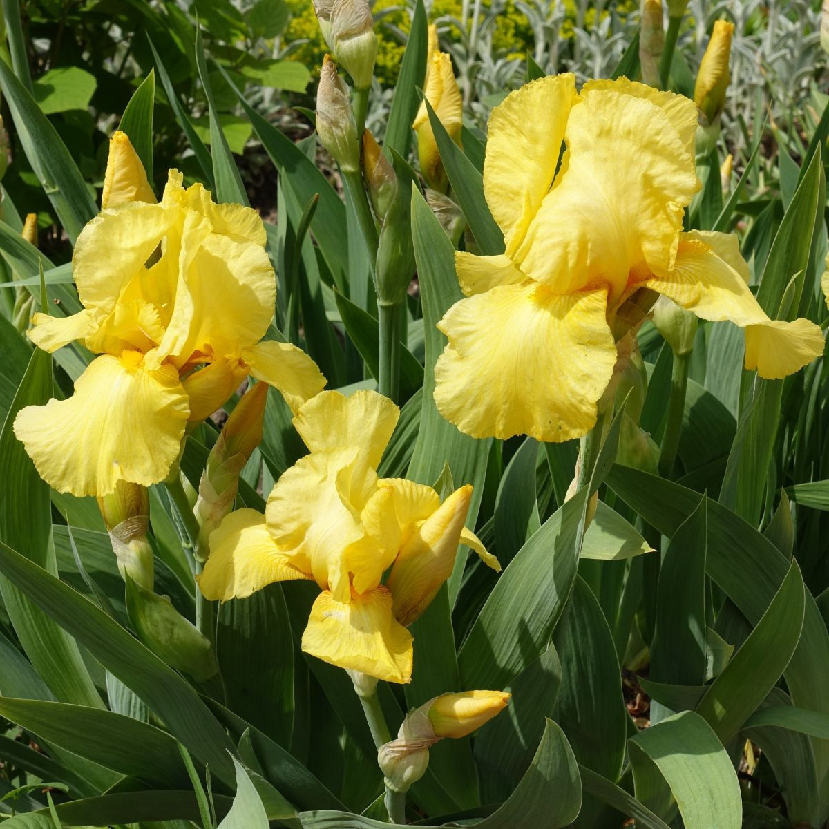 Kosatec německý Maui Moonlight - Iris germanica - hlízy kosatců - 1 ks