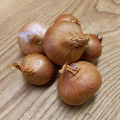 BIO Cibule šalotka Biztro - Allium cepa - bio cibulky sazečky - 150 g
