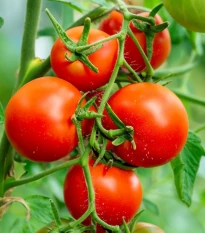 Rajče Tornado F1 - Solanum lycopersicum - osivo rajčat - 20 ks