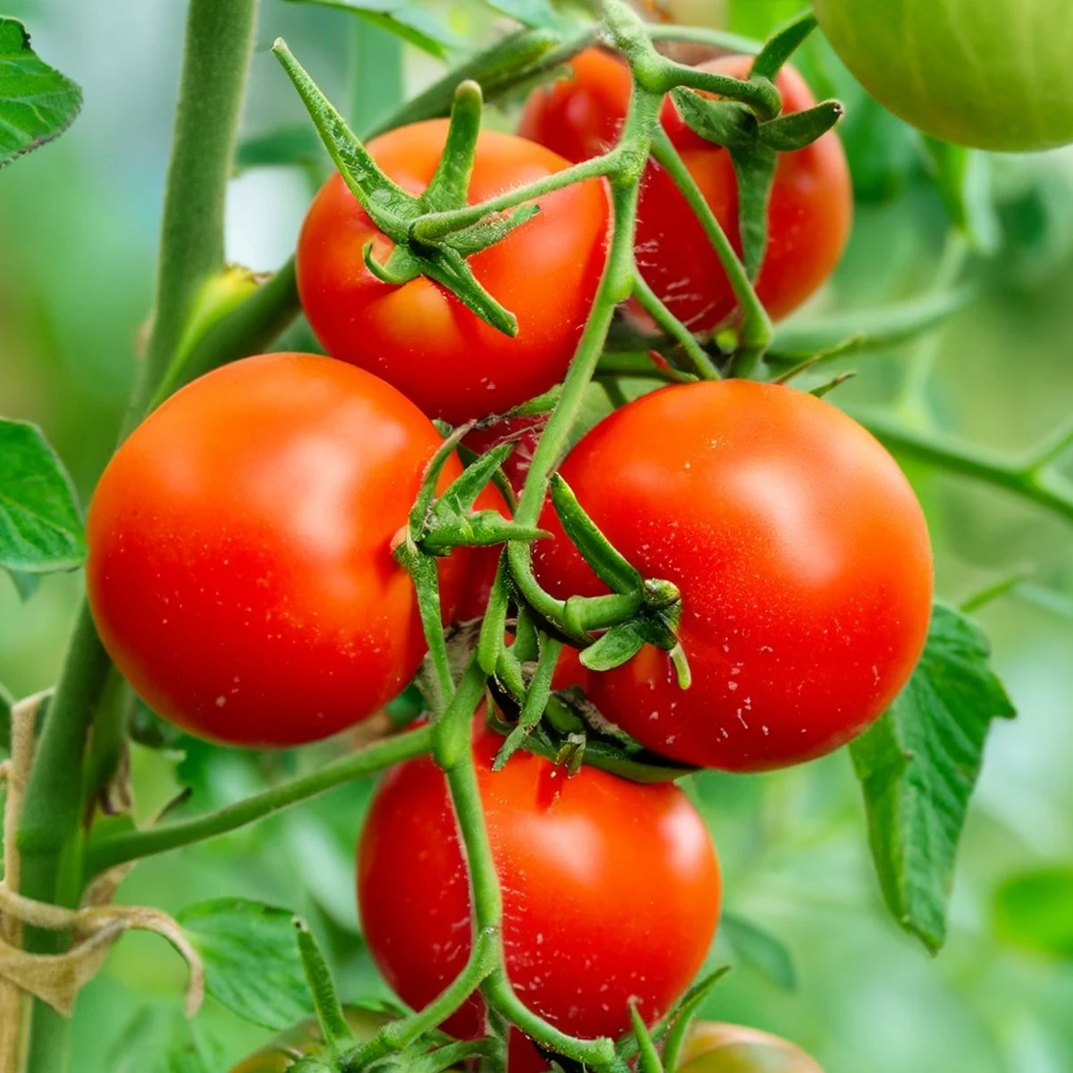 Rajče Tornado F1 - Solanum lycopersicum - osivo rajčat - 20 ks