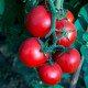 Rajče Tornado F1 – Solanum lycopersicum – osivo rajčat