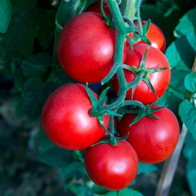 Rajče Tornado F1 – Solanum lycopersicum – osivo rajčat