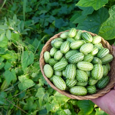 Mexická mini okurka - Melothria scabra - osivo okurky - 5 ks