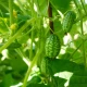 Mexická mini okurka - Melothria scabra - osivo okurky - 5 ks