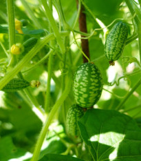 Mexická mini okurka - Melothria scabra - osivo okurky - 5 ks