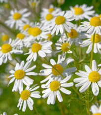 Heřmánek pravý - Matricaria recutita - osivo heřmánku - 600 ks