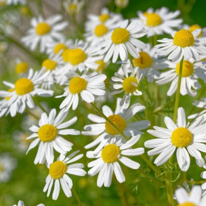Heřmánek pravý - Matricaria recutita - osivo heřmánku - 600 ks