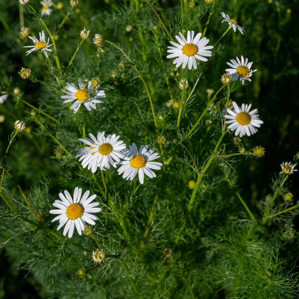 Heřmánek pravý - Matricaria recutita - osivo heřmánku - 600 ks