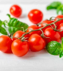 Rajče Gourmelito F1 - Solanum lycopersicum - osivo rajčat - 6 ks