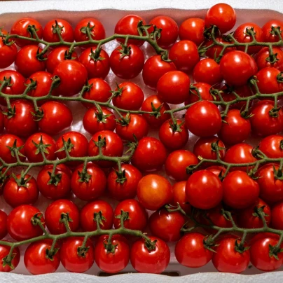 Rajče Gourmelito F1 - Solanum lycopersicum - osivo rajčat - 6 ks