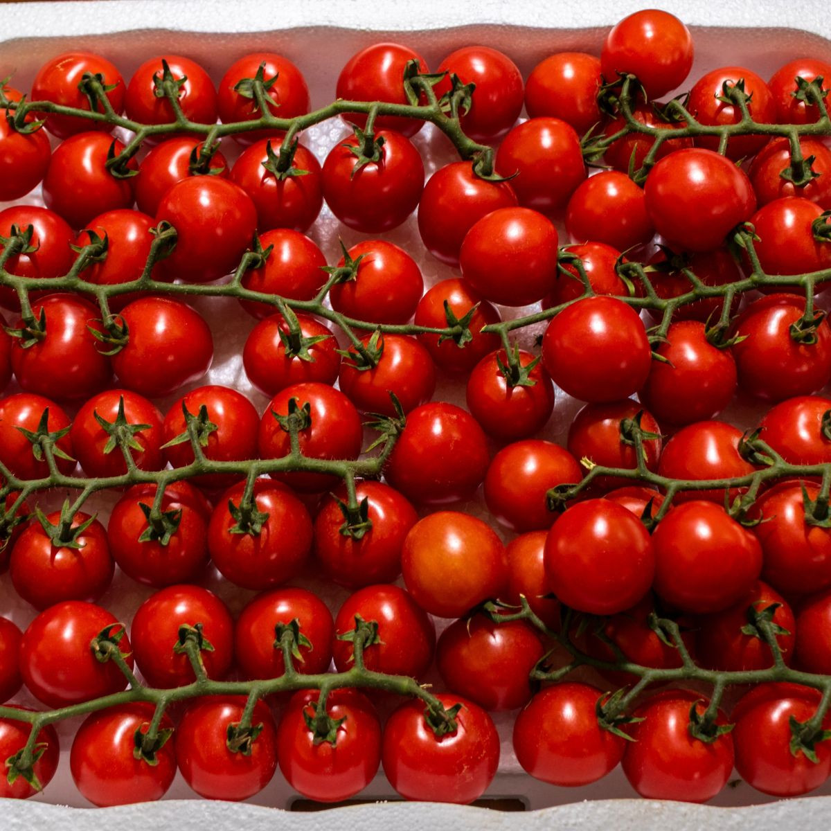 Rajče Gourmelito F1 - Solanum lycopersicum - osivo rajčat - 6 ks