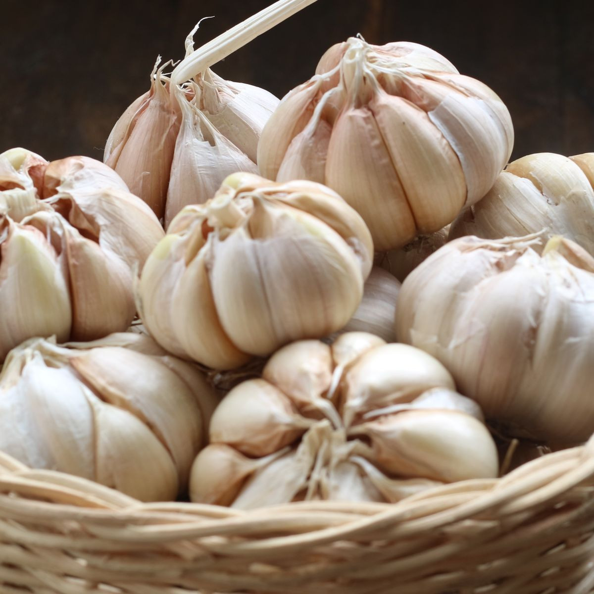 Sadbový česnek Garpek - paličák - Allium sativum - cibulky česneku - 1 balení