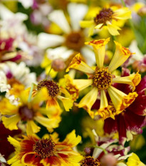 Krásnoočko Sea Shells Mix - Coreopsis hybrida - osivo krásnoočka - 50 ks